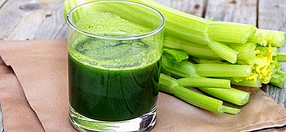 The use and use of celery, the benefits and harm