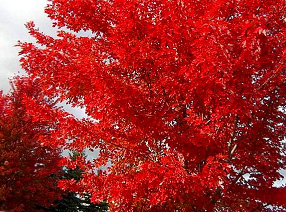 The use of maple in traditional medicine: medicinal properties and contraindications