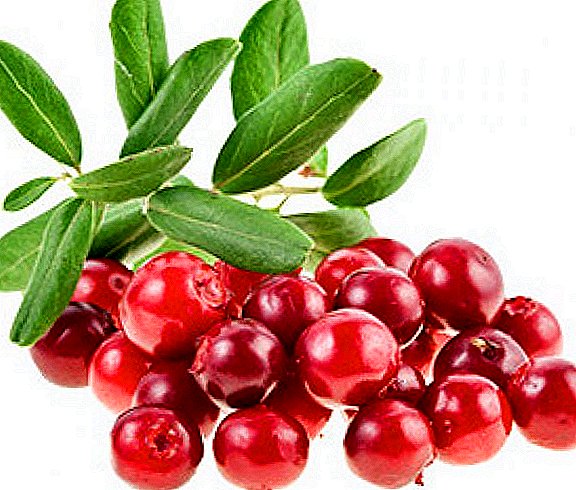 Die Verwendung von Cranberries: medizinische Eigenschaften und Kontraindikationen