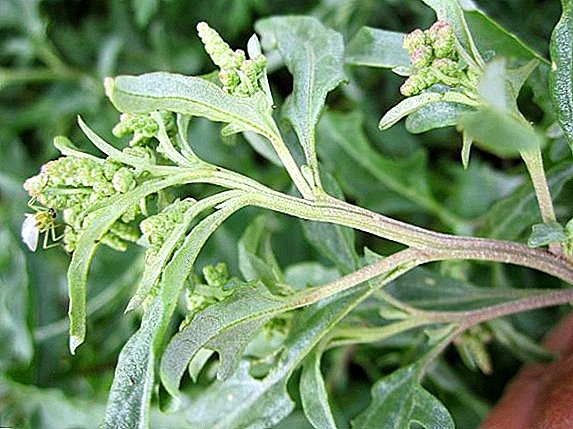 Användningen av quinoa: fördelar och skador på att använda växter