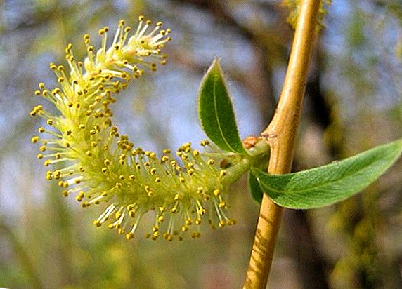 Application, therapeutic properties and contraindications of willow