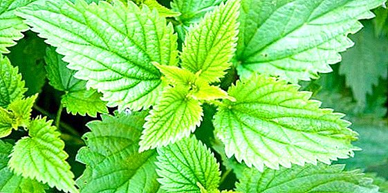 The use of therapeutic properties of nettle in medicine and cosmetology