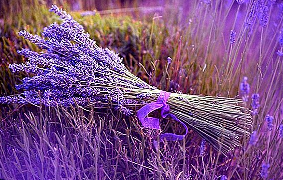 The use of the healing properties of lavender in folk medicine