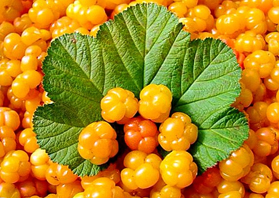 The use of cloudberries: the benefits and harm to the body
