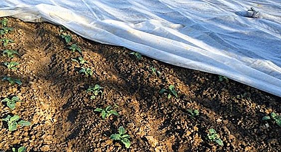 The use of nonwoven covering material agrospan in the garden
