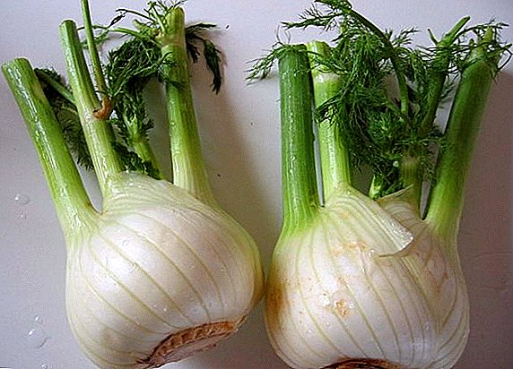 Application of the beneficial properties of fennel in traditional and traditional medicine