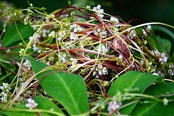 The use of dodder: the benefits and harm