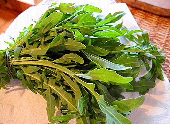 The use of arugula: the benefits and harm