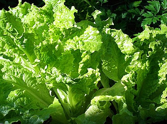 The use of lettuce salad: the benefits and harm to human health
