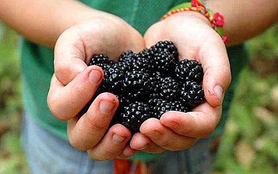 Penggunaan mulberry, manfaat dan bahaya bagi kesehatan manusia