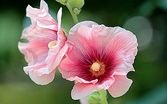 The use of stock-rose (mallow) in traditional medicine: useful properties and contraindications
