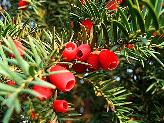Application of yew berry in medicine: useful properties, contraindications and side effects of the plant