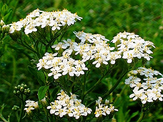 The use of yarrow: beneficial properties and harm
