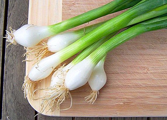 The use of green onions: useful properties and contraindications