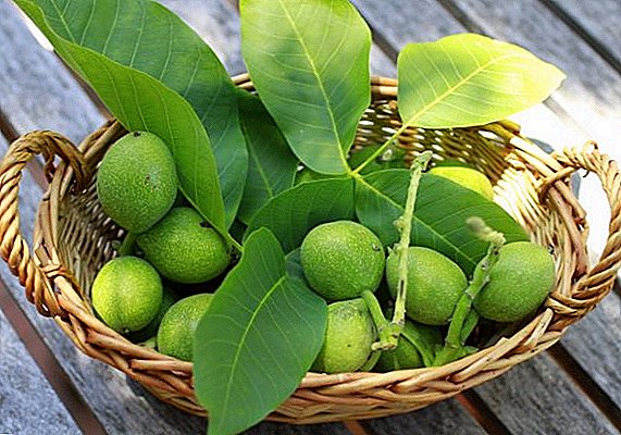 The use of green walnut as a medicine
