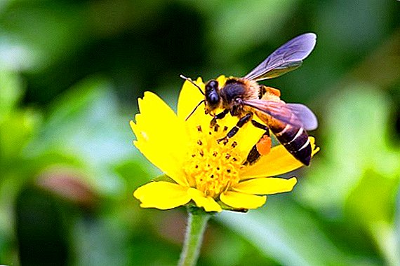 Primorsky scientists brought a new species of bees