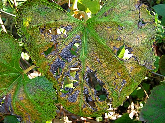 Signos de la aparición y tratamiento de las uvas Alternaria.
