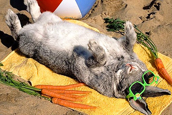 Signs of heat and sunstroke in rabbits: what to do in these cases