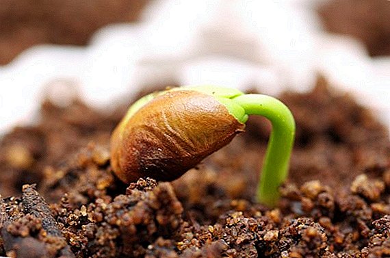O processo de escarificação: o que é, como escarificar adequadamente as sementes