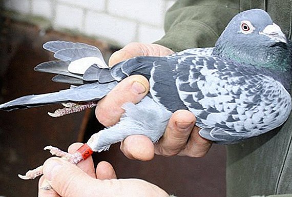 La esperanza de vida de las palomas en la naturaleza y en el hogar