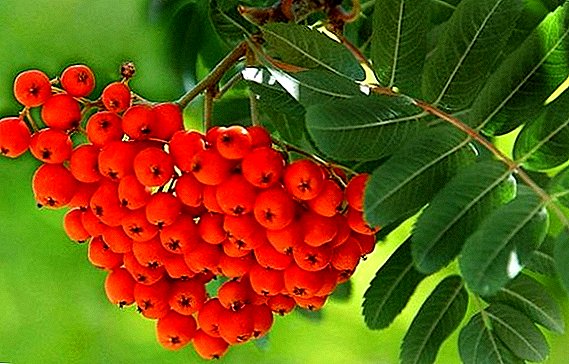 Prevention, means and methods of combating diseases and pests of mountain ash (red)