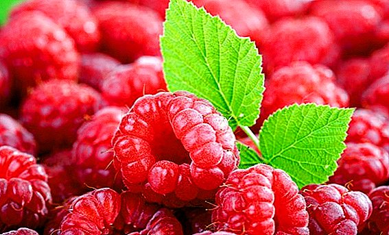 Prevention, means and methods of pest raspberry