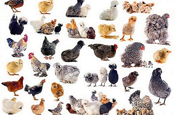 Der Ursprung und die Geschichte der Domestizierung von Hühnern