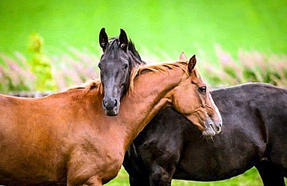 Opprinnelsen og domesticering av hester