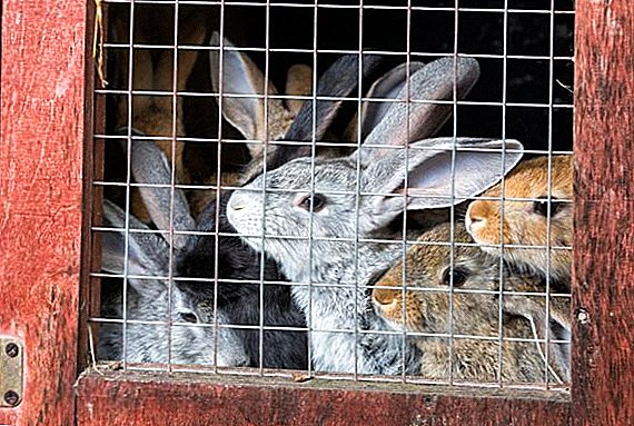 Industrial rabbit breeding cages