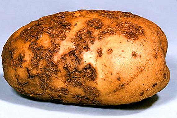 Proven methods of combating potato scab