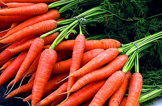 Proven methods of carrot disease control