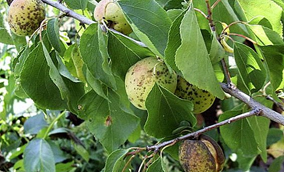 Proven methods of pest control apricot