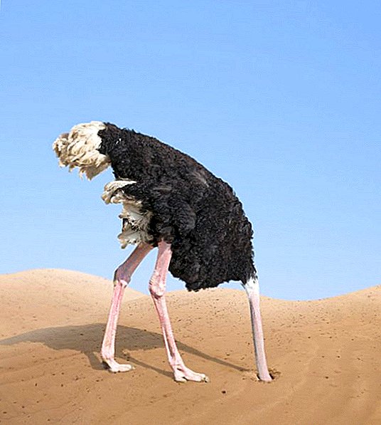 ¿Los avestruces esconden sus cabezas en la arena?