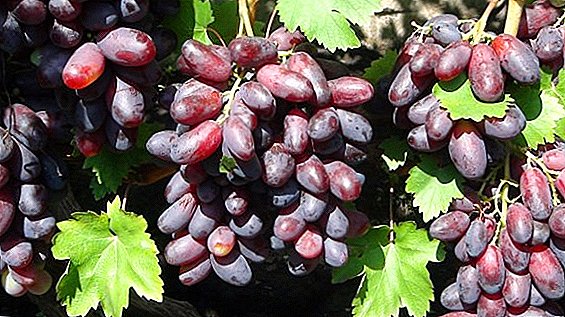 Directo de Magarach: variedad de uva Zest