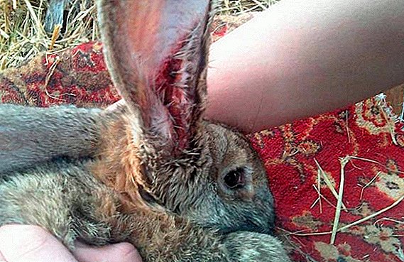 Rabbit Psoroptosis: Symptoms and Home Treatment