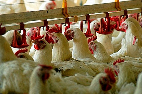 A gripe aviária se espalha por toda a Europa