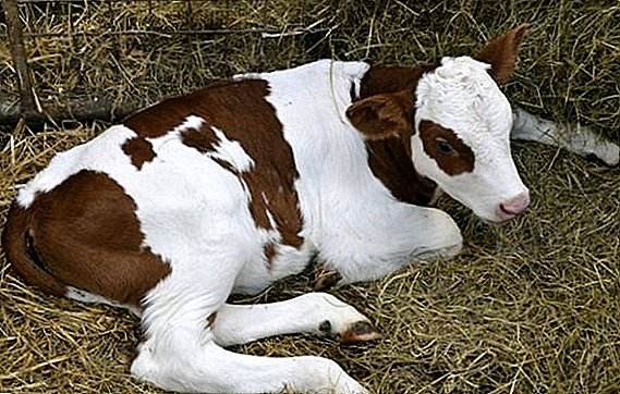 子牛の臍ヘルニア：症状と治療