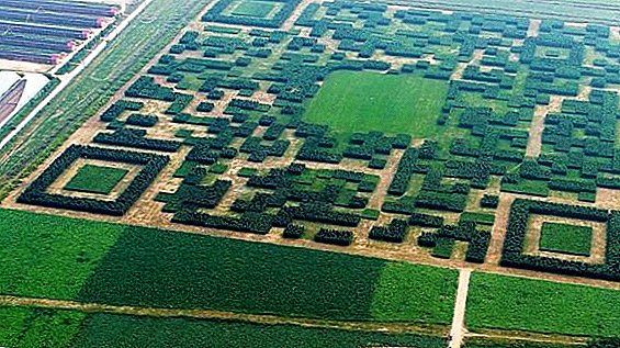The largest QR code in the world was cut out in the Chinese wheat field