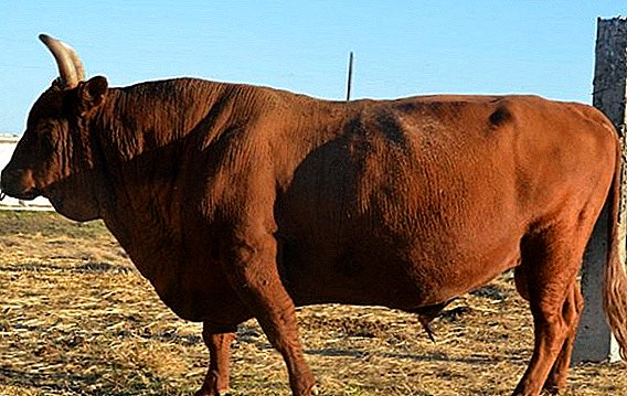 Voederrantsoen en voorwaarden voor het houden van stieren