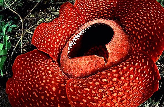 Rafflesia flower: getting to know the biggest flower