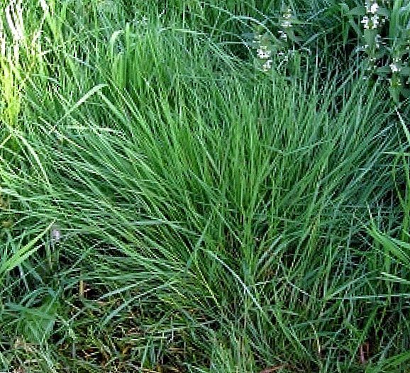Ryegrass 목초지 (다년생 식물)