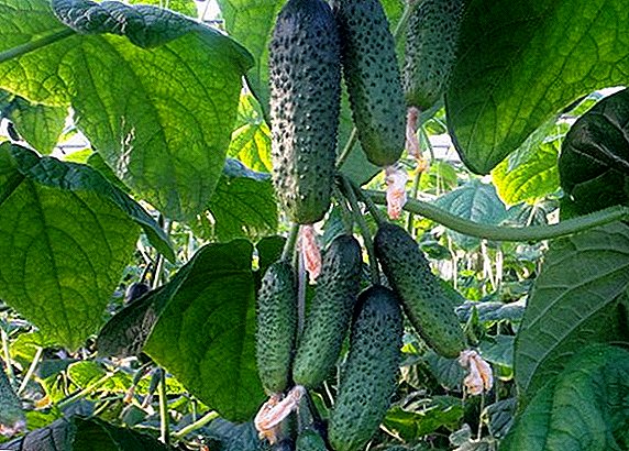 Early ripening and fruitful: features of cucumber variety care. Emerald earrings