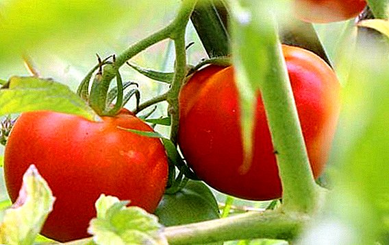 Variedad de tomates maduros tempranos Samara
