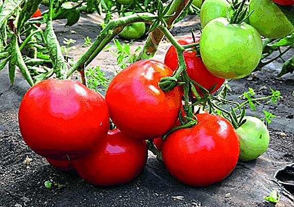 Variedade precoce de tomates Big Mommy