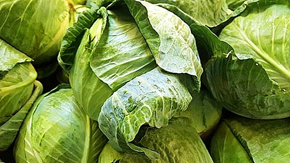 Early cabbage from Transcarpathia appeared on the Ukrainian markets