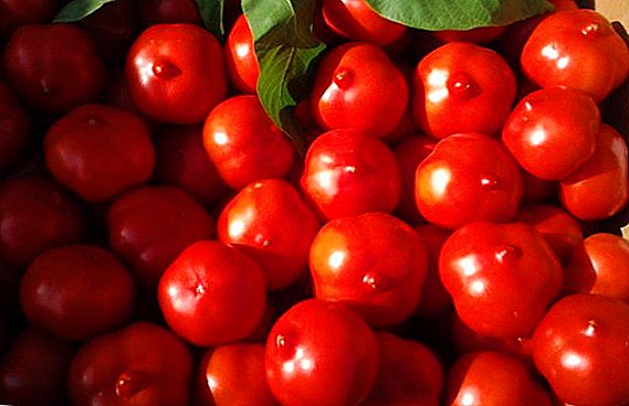 Early ripeness and high yield: tomatoes variety "Primadonna"