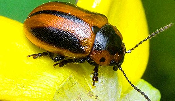 Escarabajo de colza: métodos de control de plagas