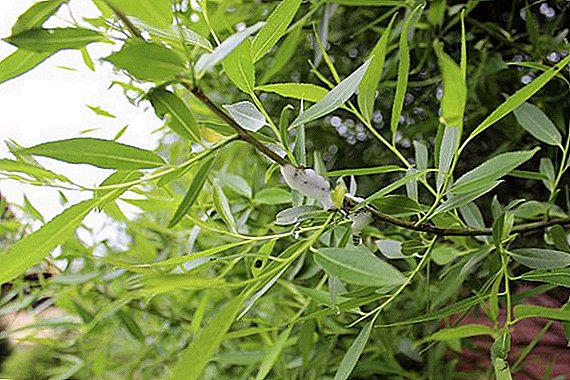 Penyakit willow umum dan hama dan pengendaliannya yang efektif