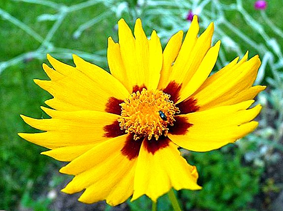 Coreopsis Común