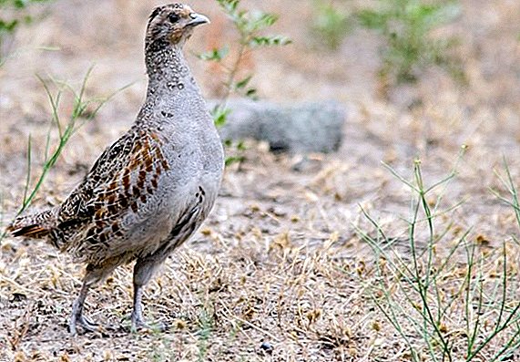 Common types of partridges and their description